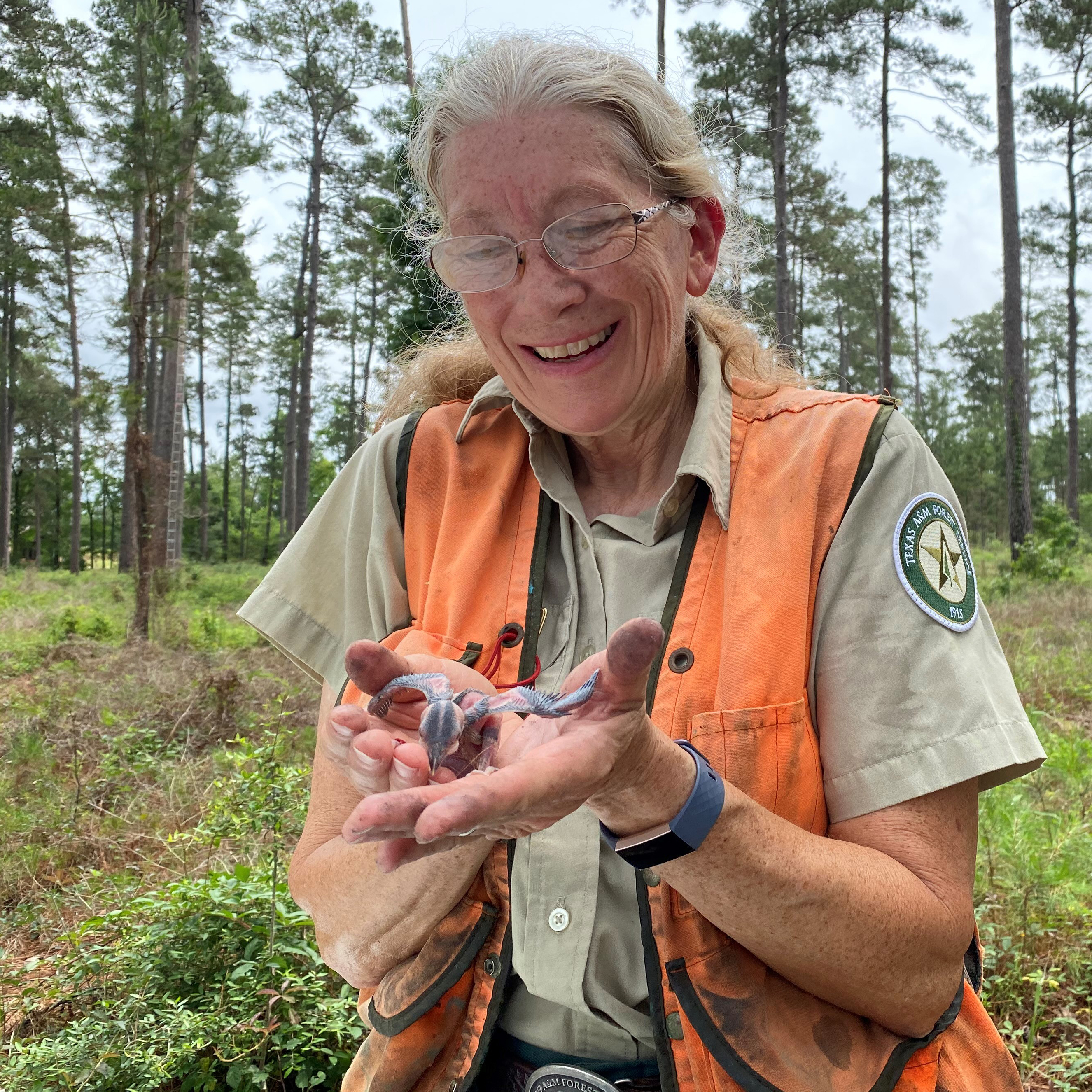 After 54 years of being classified as a federally endangered species, the red-cockaded woodpecker classification status has been downlisted to threatened as a result of decades-long conservation efforts.